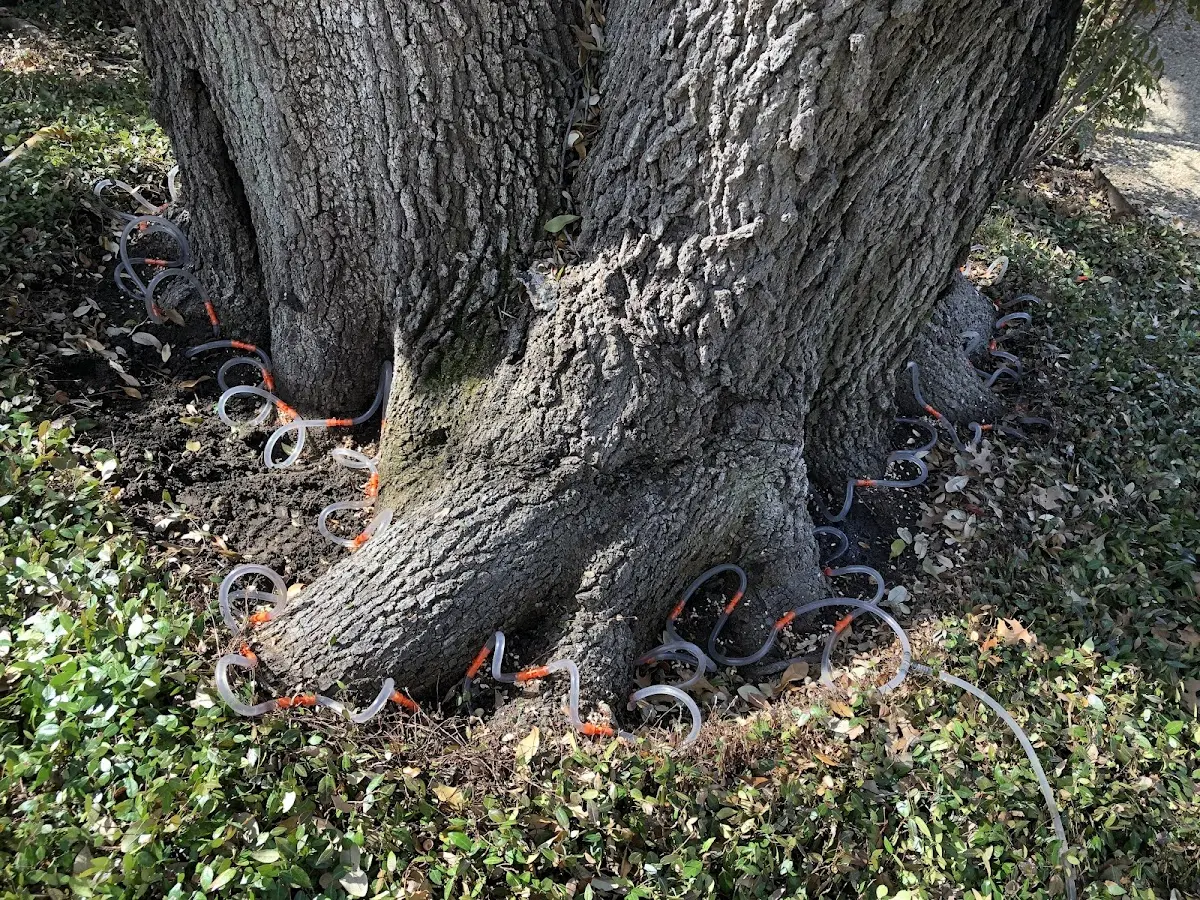Detailed Tree Cabling and Bracing job site in Buies Creek
